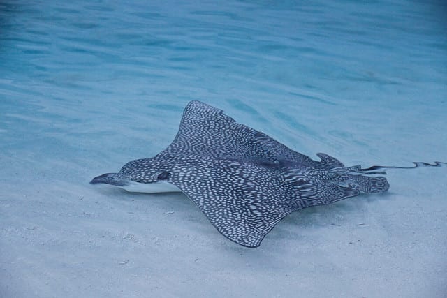 How to Develop an Information Maximizing Generative Adversarial Network in Keras