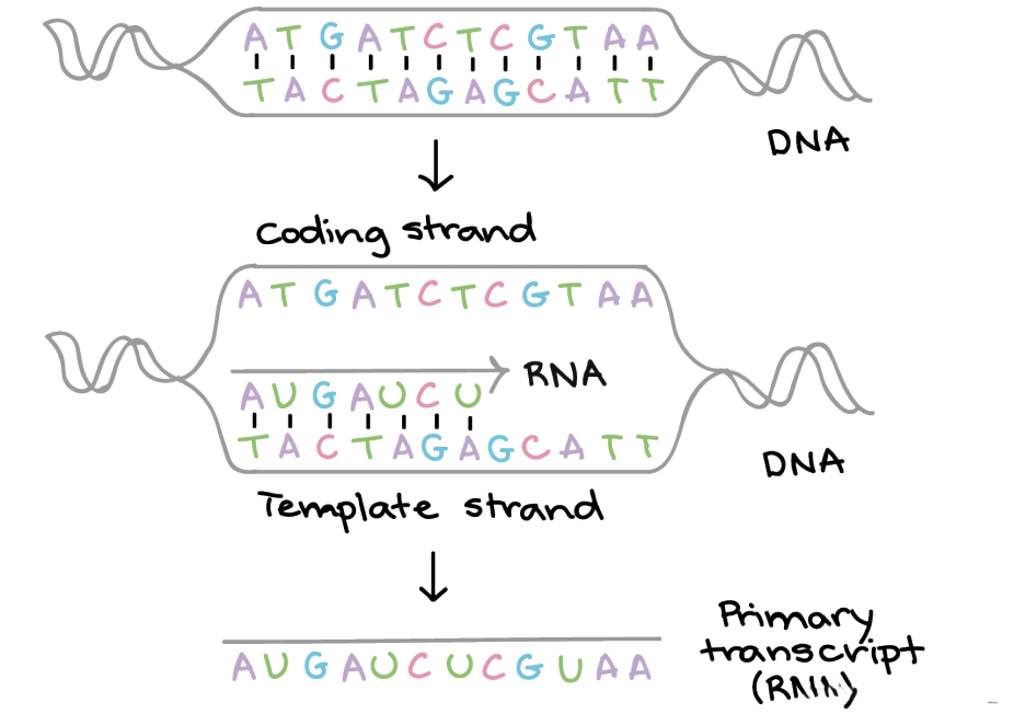 序列到序列学习（seq2seq）