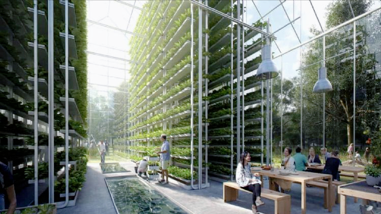 垂直农业在未来的农业种植中发挥着怎样的作用