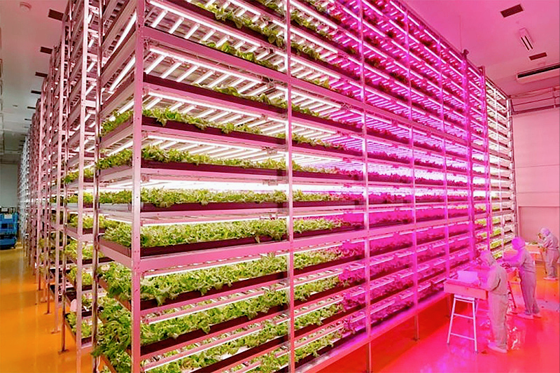 垂直农业在未来的农业种植中发挥着怎样的作用