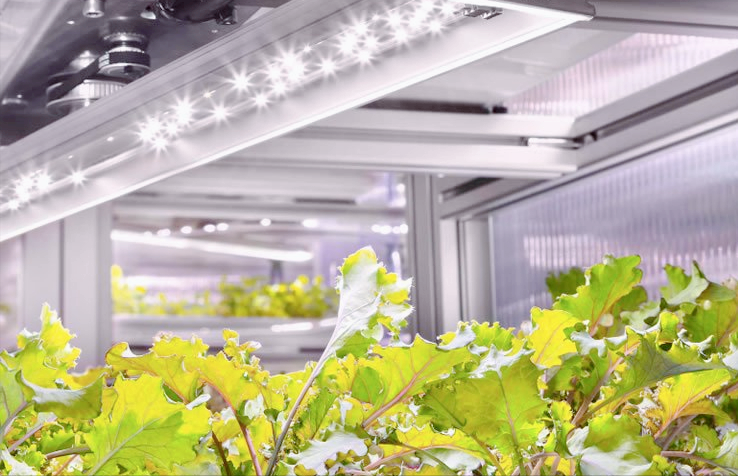 垂直农业在未来的农业种植中发挥着怎样的作用