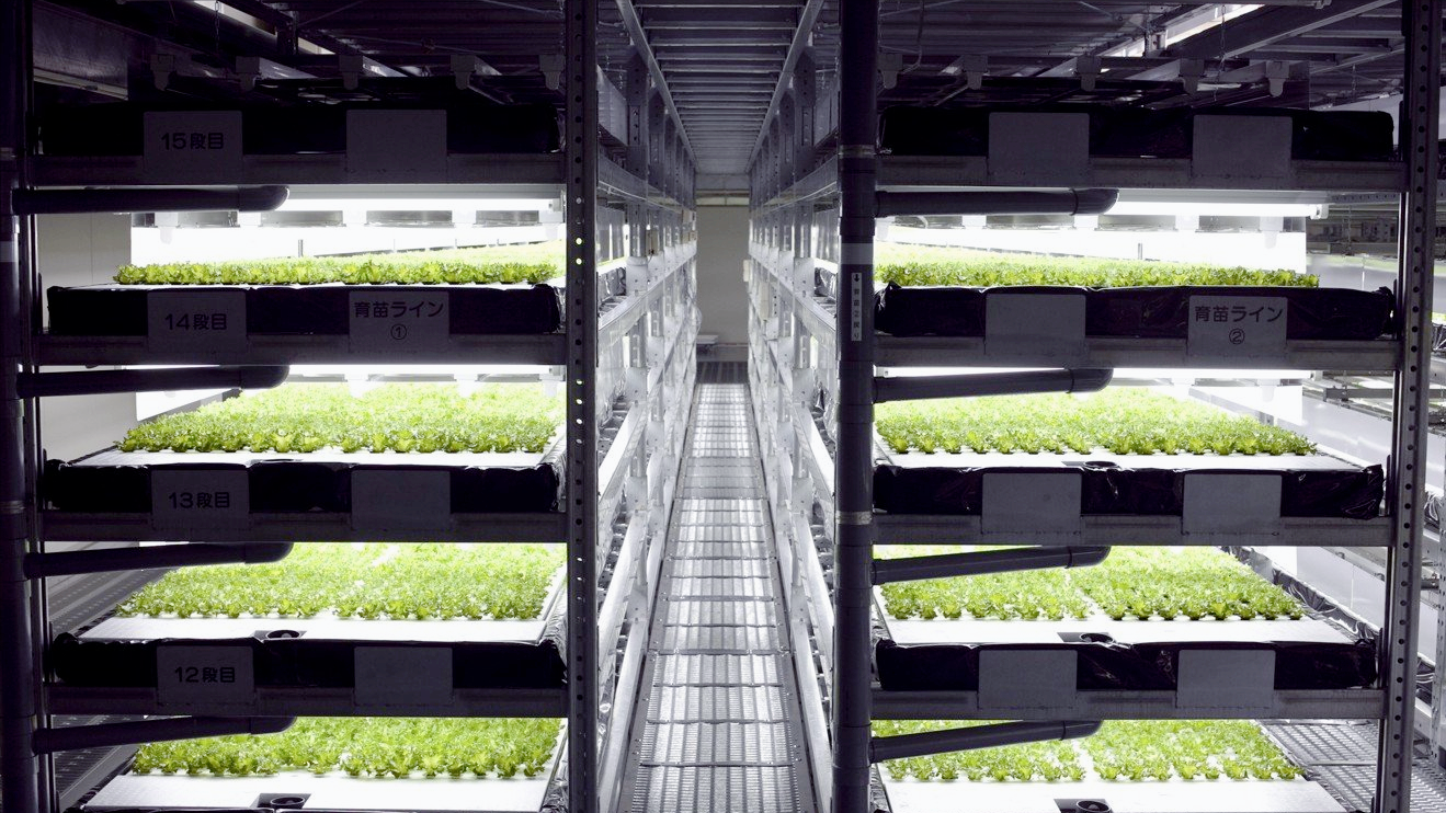 垂直农业在未来的农业种植中发挥着怎样的作用