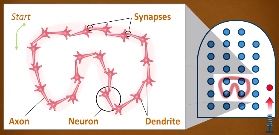 睡眠时大脑仍会训练pattern