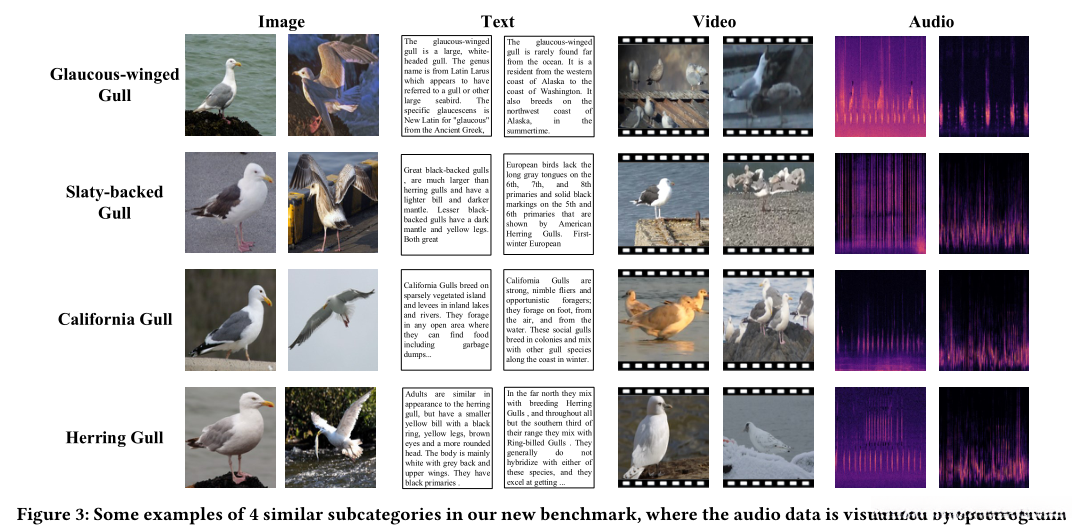 一些细粒度跨媒体数据的示例