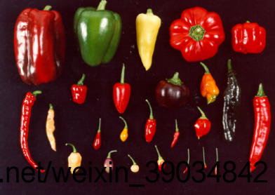 Within-category variation in appearance